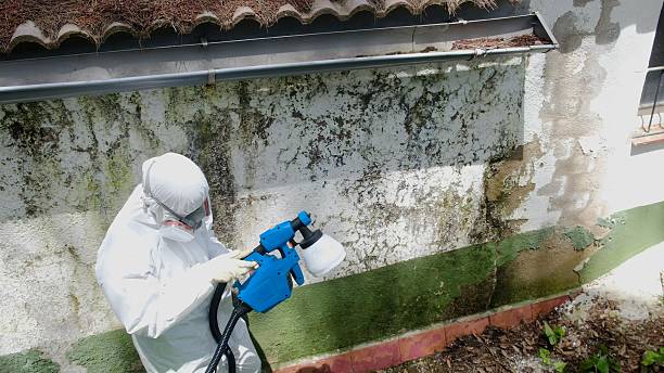 Trusted Attic Mold Removal service in King of Prussia, PA - Cheap Mold Removal